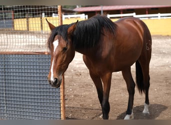 PRE Croisé, Jument, 4 Ans, 165 cm, Bai cerise