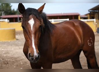 PRE Croisé, Jument, 4 Ans, 165 cm, Bai cerise