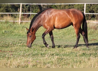 PRE Croisé, Jument, 4 Ans, 165 cm, Bai