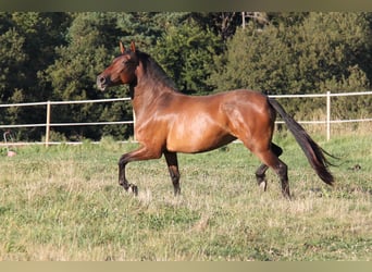 PRE Croisé, Jument, 4 Ans, 165 cm, Bai