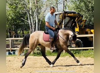 PRE Croisé, Jument, 4 Ans, 165 cm, Buckskin