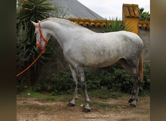 PRE Croisé, Jument, 4 Ans, 165 cm, Gris