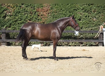 PRE Croisé, Jument, 4 Ans, 165 cm, Noir