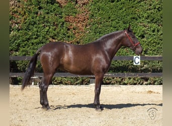 PRE Croisé, Jument, 4 Ans, 165 cm, Noir