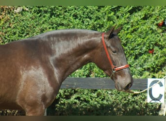 PRE Croisé, Jument, 4 Ans, 165 cm, Noir