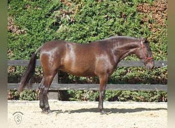 PRE Croisé, Jument, 4 Ans, 165 cm, Noir