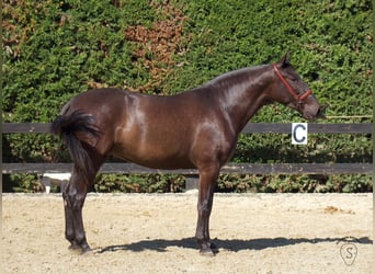 PRE Croisé, Jument, 4 Ans, 165 cm, Noir