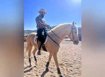 PRE, Jument, 4 Ans, 165 cm, Palomino