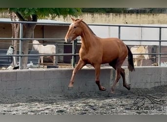 PRE Croisé, Jument, 4 Ans, 166 cm, Alezan