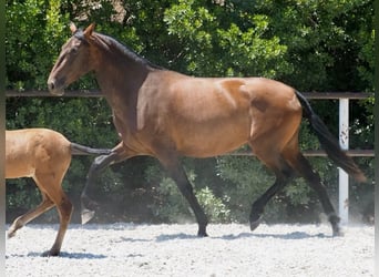 PRE Croisé, Jument, 4 Ans, 166 cm, Bai cerise