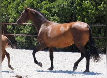 PRE Croisé, Jument, 4 Ans, 166 cm, Bai cerise