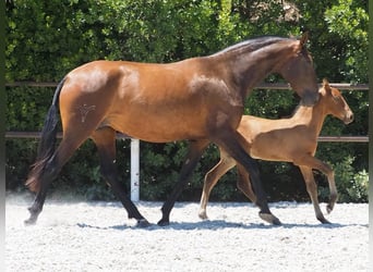 PRE Croisé, Jument, 4 Ans, 166 cm, Bai cerise