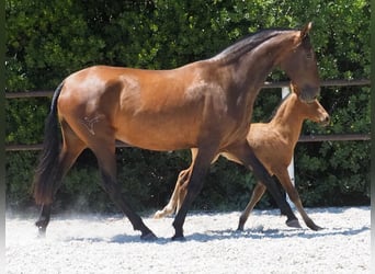 PRE Croisé, Jument, 4 Ans, 166 cm, Bai cerise