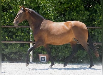 PRE Croisé, Jument, 4 Ans, 166 cm, Bai cerise