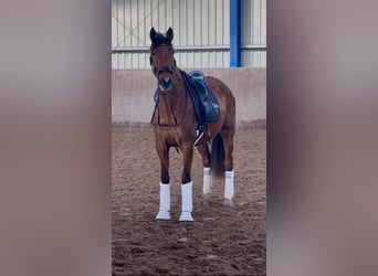 PRE Croisé, Jument, 4 Ans, 166 cm, Bai