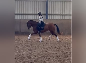 PRE Croisé, Jument, 4 Ans, 166 cm, Bai