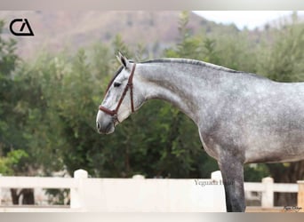 PRE, Jument, 4 Ans, 166 cm, Gris pommelé