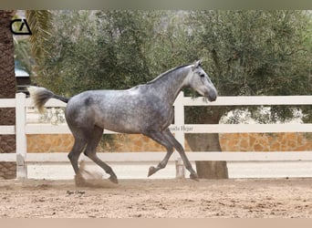 PRE, Jument, 4 Ans, 166 cm, Gris pommelé