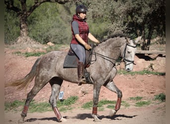 PRE Croisé, Jument, 4 Ans, 166 cm, Rouan bleu