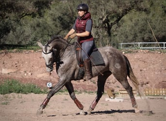 PRE Croisé, Jument, 4 Ans, 166 cm, Rouan bleu