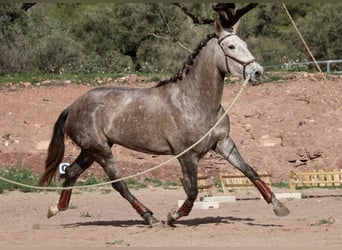 PRE Croisé, Jument, 4 Ans, 166 cm, Rouan bleu