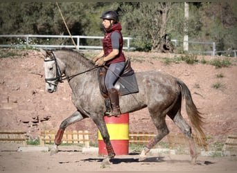 PRE Croisé, Jument, 4 Ans, 166 cm, Rouan bleu