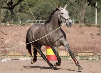 PRE Croisé, Jument, 4 Ans, 166 cm, Rouan bleu