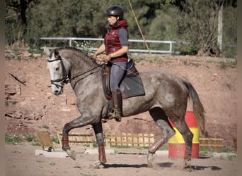 PRE Croisé, Jument, 4 Ans, 166 cm, Rouan bleu