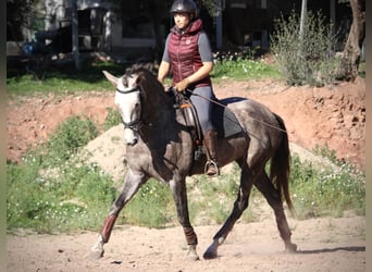 PRE Croisé, Jument, 4 Ans, 166 cm, Rouan bleu