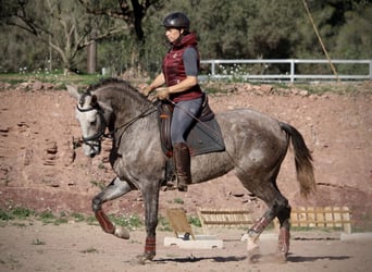 PRE Croisé, Jument, 4 Ans, 166 cm, Rouan bleu