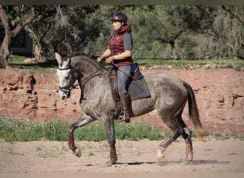 PRE Croisé, Jument, 4 Ans, 166 cm, Rouan bleu