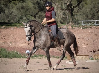 PRE Croisé, Jument, 4 Ans, 166 cm, Rouan bleu