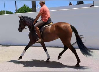 PRE, Jument, 4 Ans, 167 cm