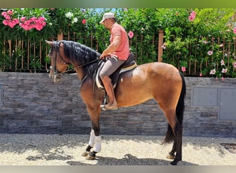 PRE, Jument, 4 Ans, 167 cm