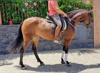 PRE, Jument, 4 Ans, 167 cm