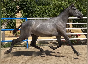 PRE Croisé, Jument, 4 Ans, 167 cm, Gris