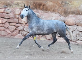PRE, Jument, 4 Ans, 167 cm, Gris