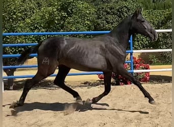 PRE, Jument, 4 Ans, 167 cm, Gris