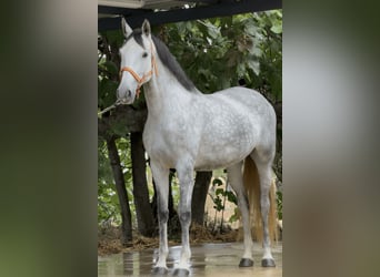 PRE Croisé, Jument, 4 Ans, 168 cm, Gris