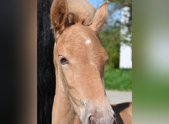 PRE Croisé, Jument, 4 Ans, 170 cm, Buckskin