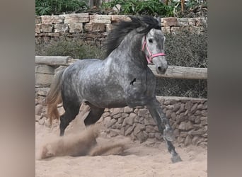 PRE Croisé, Jument, 4 Ans, 170 cm, Gris