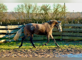 PRE Croisé, Jument, 4 Ans, 171 cm, Gris (bai-dun)