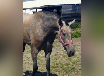 PRE Croisé, Jument, 4 Ans, 171 cm, Gris (bai-dun)