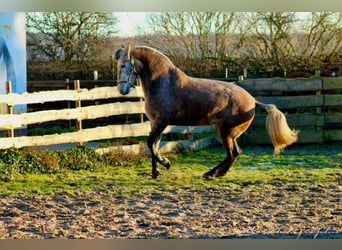 PRE Croisé, Jument, 4 Ans, 171 cm, Gris (bai-dun)