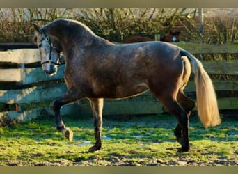 PRE Croisé, Jument, 4 Ans, 171 cm, Gris (bai-dun)