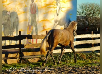 PRE Croisé, Jument, 4 Ans, 171 cm, Gris (bai-dun)