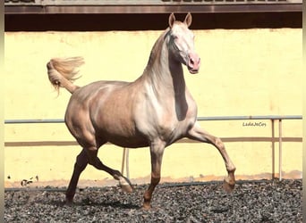PRE Croisé, Jument, 4 Ans, 171 cm, Perlino