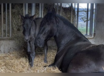 PRE, Jument, 4 Ans, Noir