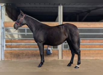PRE, Jument, 4 Ans, Noir