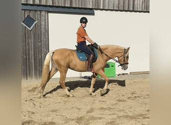 PRE Croisé, Jument, 4 Ans, Palomino